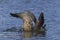 Patagonian Crested Duck displaying on a lake