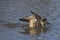 Patagonian Crested Duck displaying on a lake