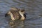 Patagonian Crested Duck displaying on a lake