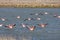 Patagonian flamingos