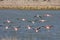 Patagonian flamings