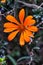 Patagonian flower, Road of the Seven Lakes, Argentina