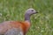 Patagonian goose, birds, animals, argentina