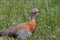 Patagonian goose, birds, animals, argentina