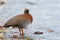 Patagonian goose, birds, animals, argentina