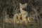 Patagonian Grey Fox