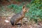 Patagonian hare