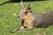 Patagonian hare or mara 1