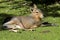 Patagonian hare or mara resting on a green lawn under the autumn