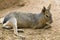 Patagonian Hare Portrait