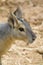 Patagonian Hare Portrait