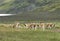 Patagonian landscape with vicunas, lake and mountains.