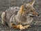 Patagonian Lesser Grey Fox