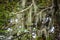 Patagonian lichen Usnea, Old Man Beard, hanging from the branches of the Nothofagus trees in magical austral forest in Tierra del