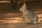 Patagonian Mara