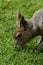 Patagonian Mara