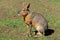 Patagonian mara