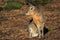 Patagonian mara