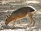 Patagonian mara close-up in summer in Israel.