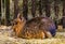 Patagonian mara in closeup, large cavy sitting in the hay, Near threatened rodent specie from Patagonia