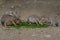 Patagonian Mara couple eating fresh food