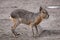 Patagonian mara (Dolichotis patagonum).