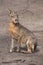 Patagonian mara (Dolichotis patagonum).