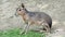 Patagonian mara, Dolichotis patagonum, eats grass