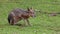 Patagonian Mara, Dolichotis patagonum is a large relative of the guinea pig.