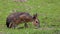 Patagonian Mara, Dolichotis patagonum is a large relative of the guinea pig.