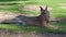 Patagonian Mara, Dolichotis patagonum is a large relative of the guinea pig.