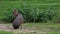 Patagonian Mara, Dolichotis patagonum is a large relative of the guinea pig.