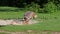 Patagonian Mara, Dolichotis patagonum is a large relative of the guinea pig.