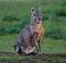 Patagonian Mara, Dolichotis patagonum are large relatives of guinea pigs