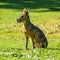 Patagonian Mara, Dolichotis patagonum are large relatives of guinea pigs