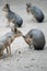 Patagonian mara Dolichotis patagonum is a relatively large rodent in the mara genus Dolichotis. It is also known as the