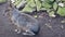 Patagonian mara, Dolichotis patagonum, sitting and resting, watching for danger