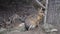 Patagonian mara eating hay, Dolichotis patagonum