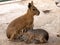 Patagonian mara large rodent herbivorous animal long limbs