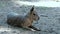 The Patagonian mara is a large rodent (Patagonian guinea pig, Patagonian hare or dilabi)