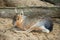 Patagonian Mara lying on a sandy ground.