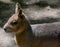 The Patagonian mara is a relatively large rodent in the mara genus.