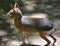 The Patagonian mara is a relatively large rodent in the mara genus.