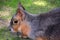 The Patagonian mara is a relatively large rodent in the mara genus.