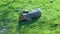 The Patagonian mara resting on the grass(Patagonian guinea pig, Patagonian hare or dilabi)