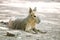 Patagonian mara resting at the ground