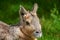 Patagonian Mara Rodent