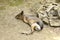 Patagonian mara - rodent lying on ground