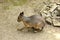 Patagonian mara - rodent standing on ground