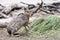 Patagonian mara sits and eats grass